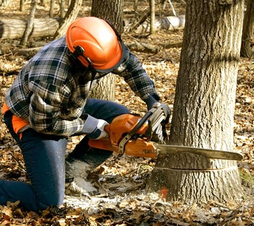 Tree Removal in Rome, IL